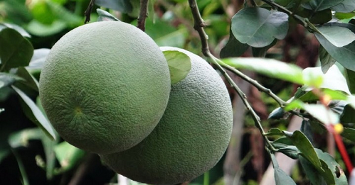 trồng cây bưởi