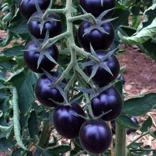 cà chua đen