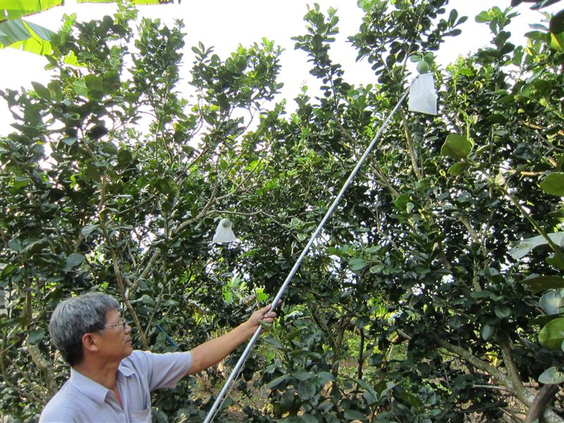 cần bao trái trên cao