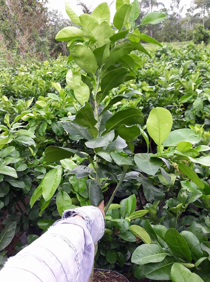 bưởi da xanh chiết