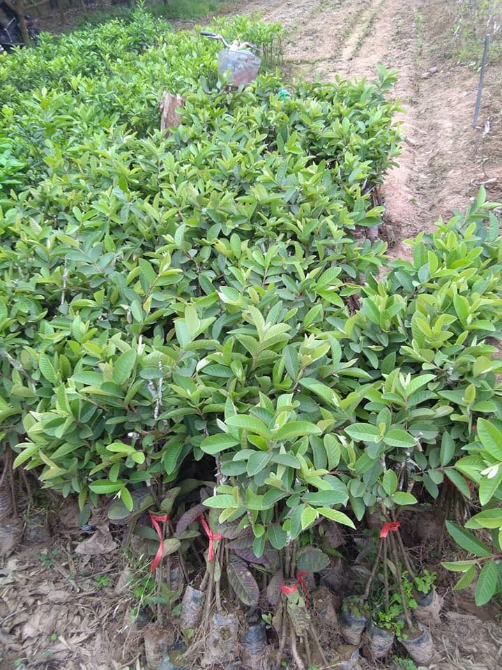 ổi đài loan