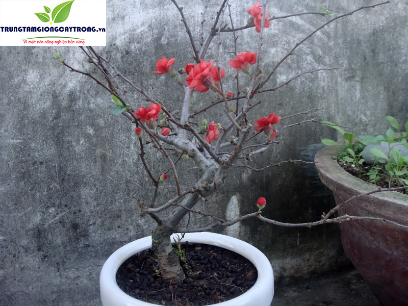 Cây hoa mai đỏ - 2