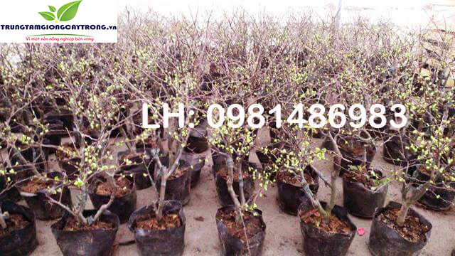 Cây hoa mai đỏ - 1