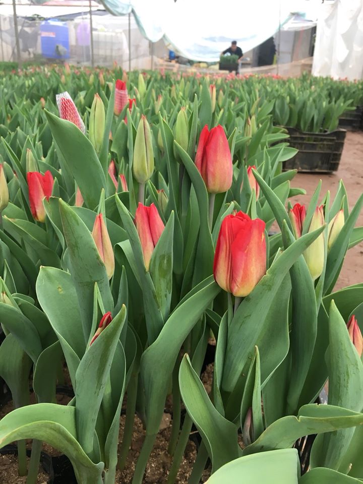 hoa tulip tết