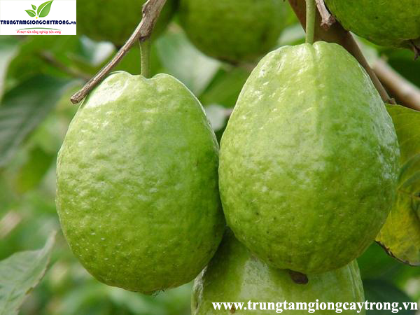 ổi đài loan