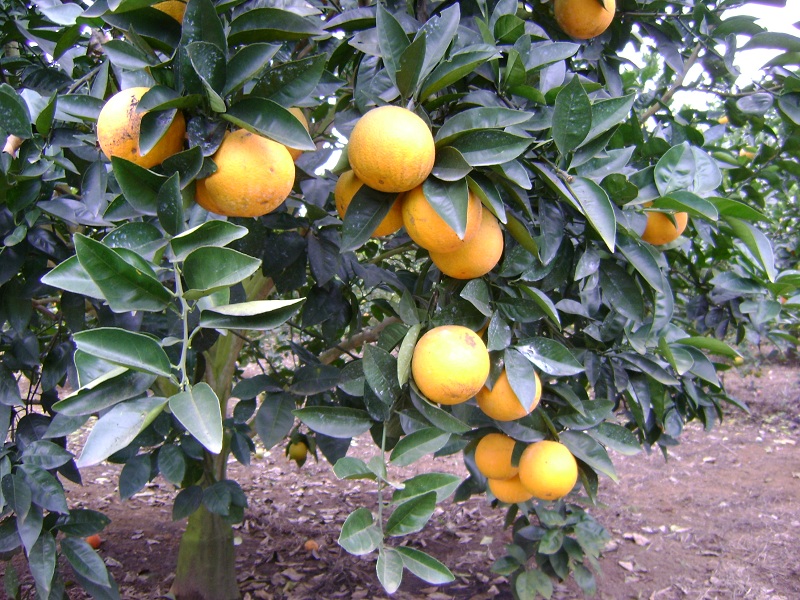cây cam vinh