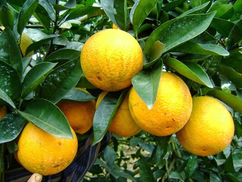 Giống cây cam Vinh