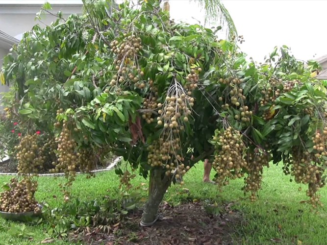 Top 5 Cây ăn quả cho bóng mát được nhiều sân nhà trồng nhiều nhất
