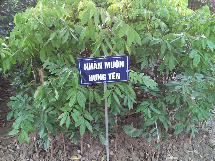 nhãn muộn hưng yên