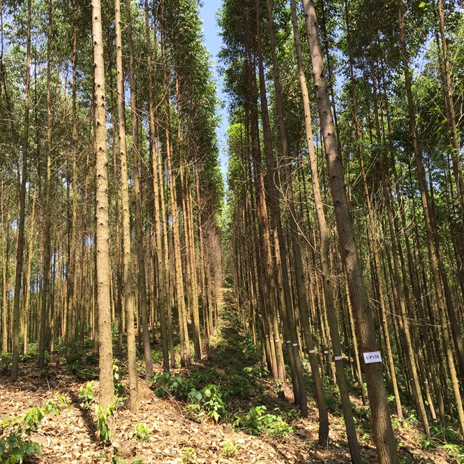 cây bạch đàn