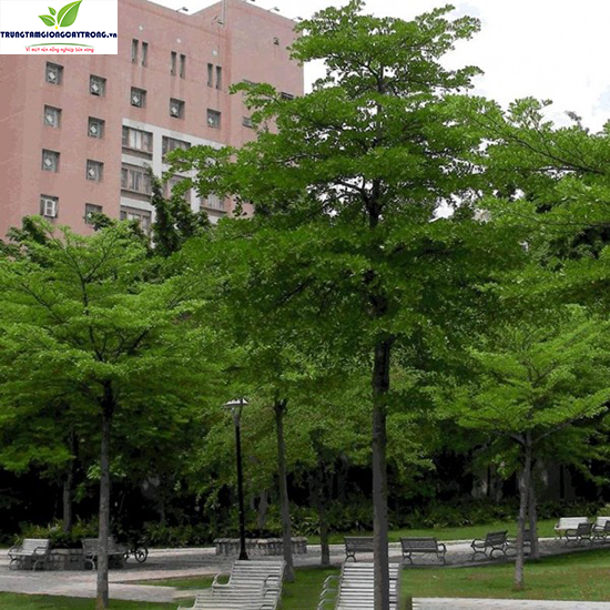 cây bàng đài loan