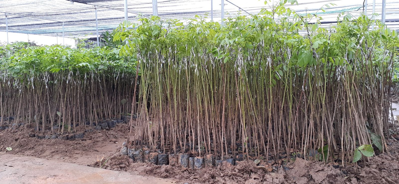 giống cây trám đen