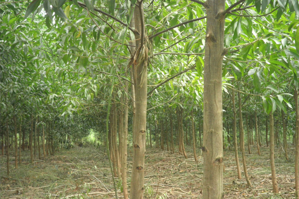 cây keo