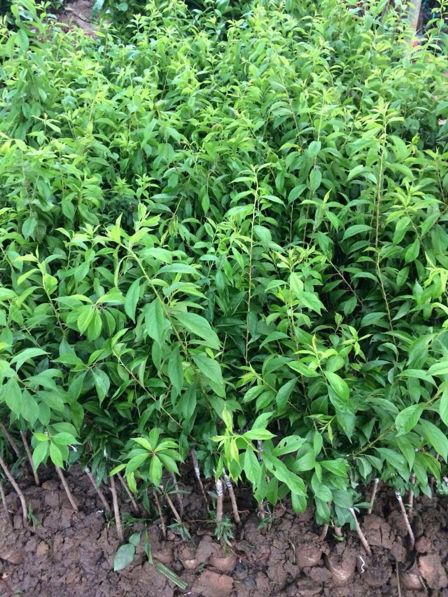 cây mận giống