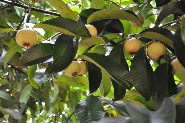 cây măng cụt