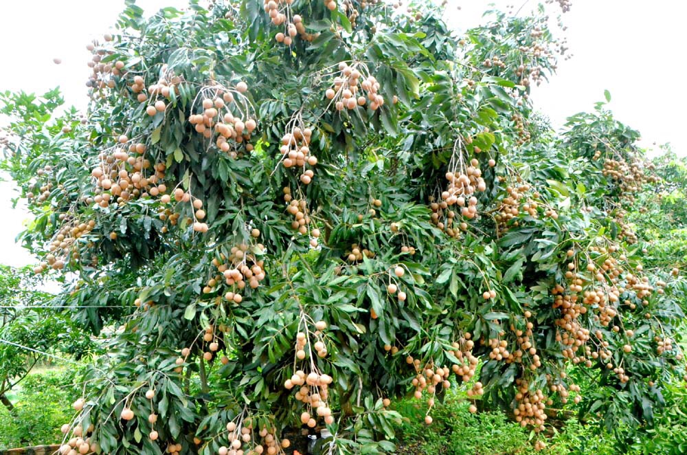 nhãn muộn ht