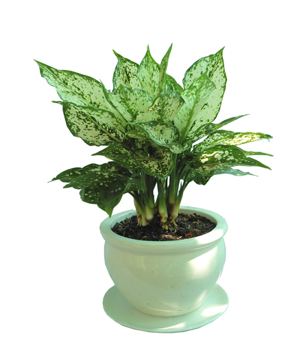Cây vạn lộc xanh
