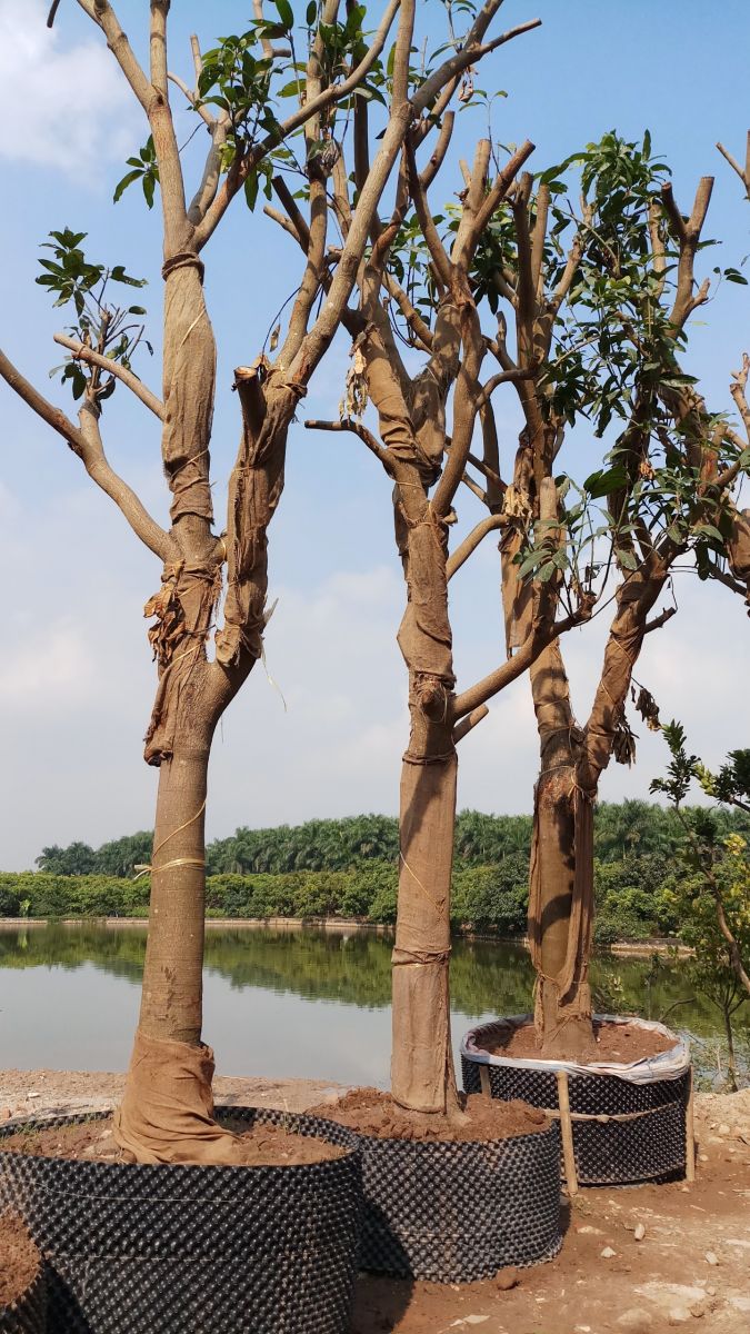 cây xoài trưởng thành