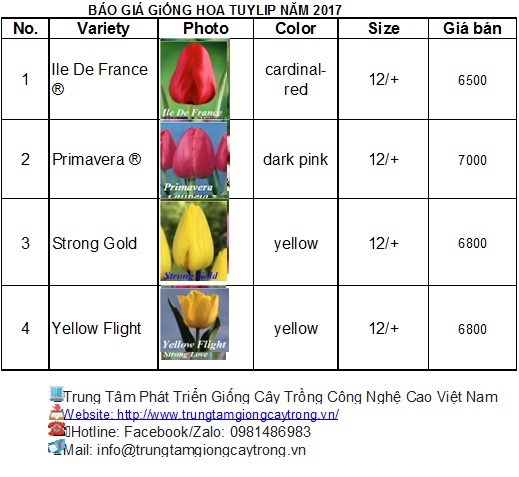 củ hoa tulip