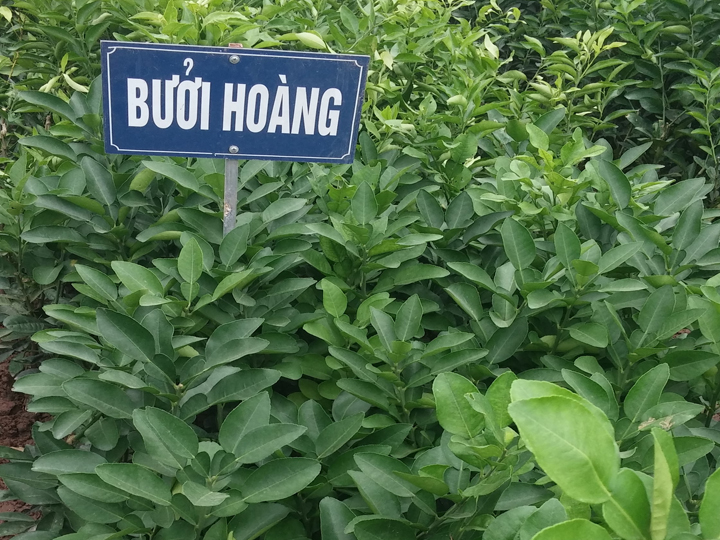 giống bưởi hoàng