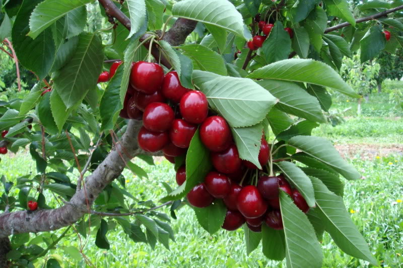 quả cherry