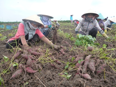 giong khoai lang nhat tim