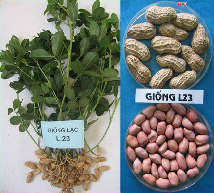 GIỐNG LẠC L23