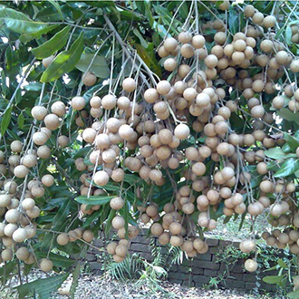 nhãn muộn hy
