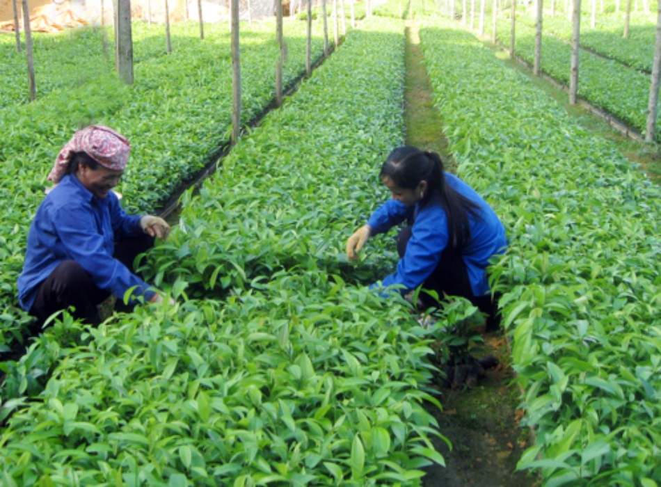 cây giống quế