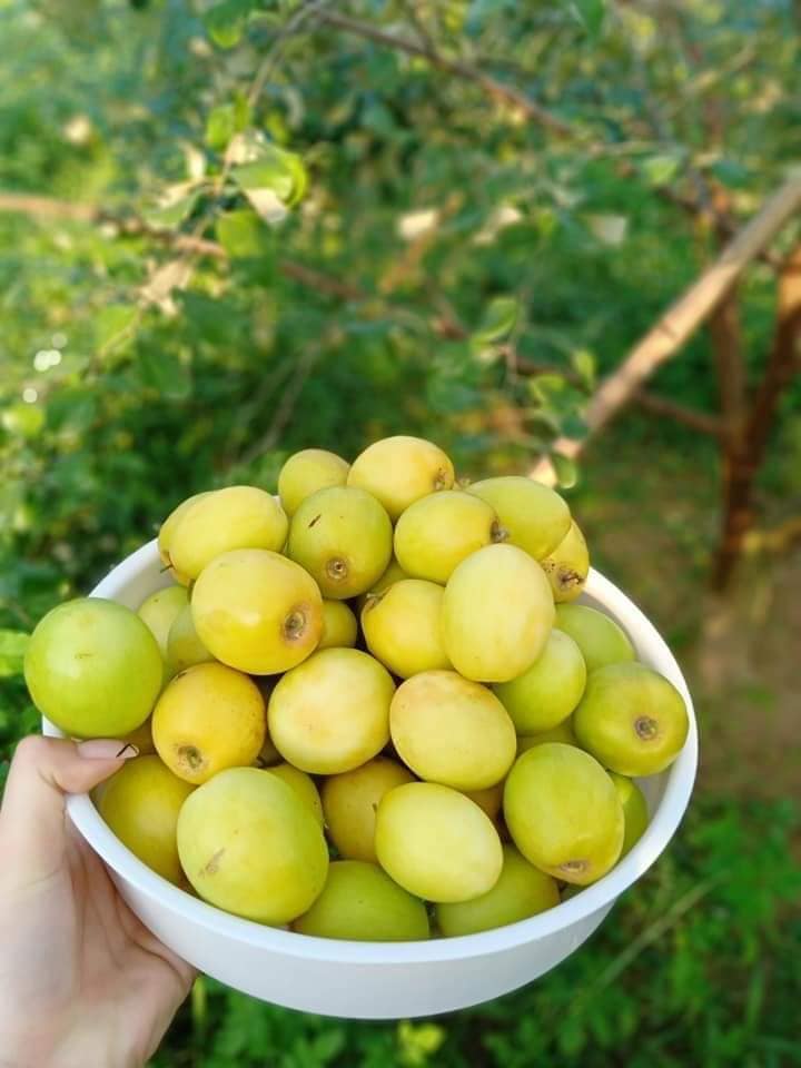 quả táo đào vàng