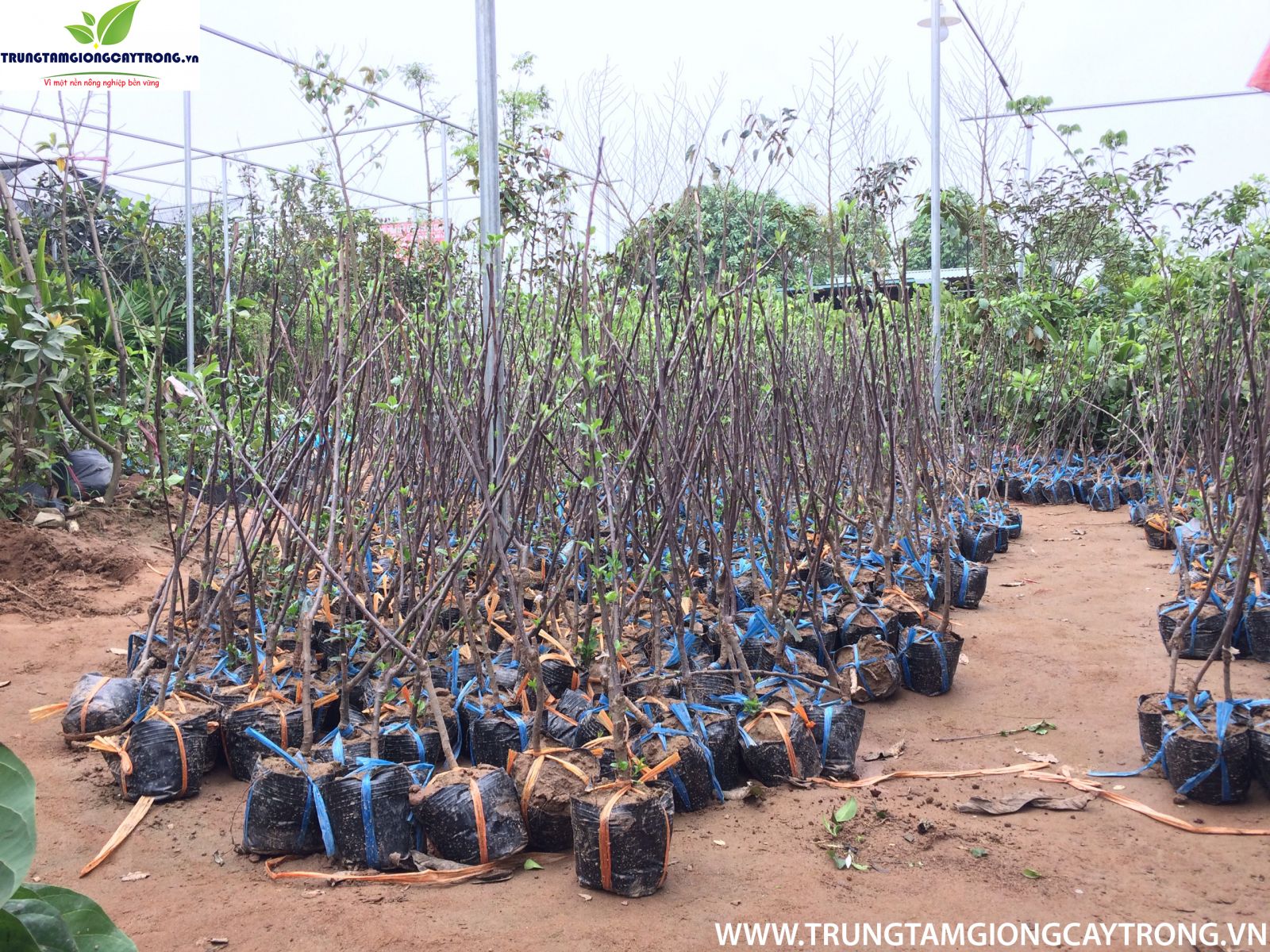 cây táo đỏ giống