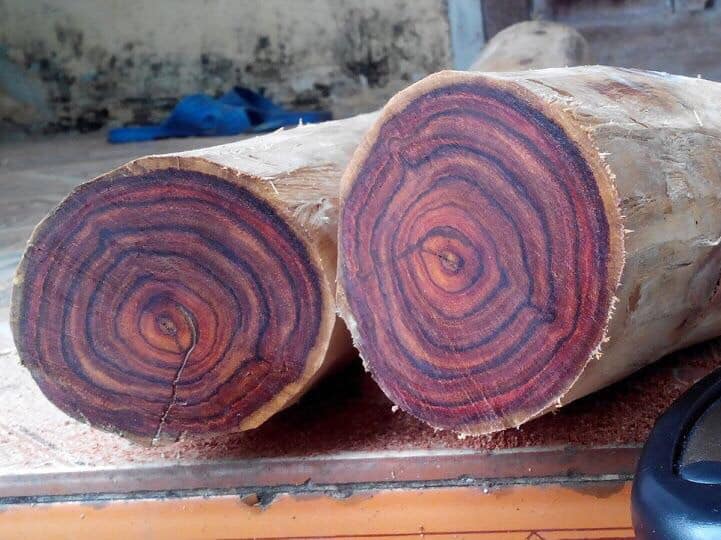 gỗ sưa đỏ