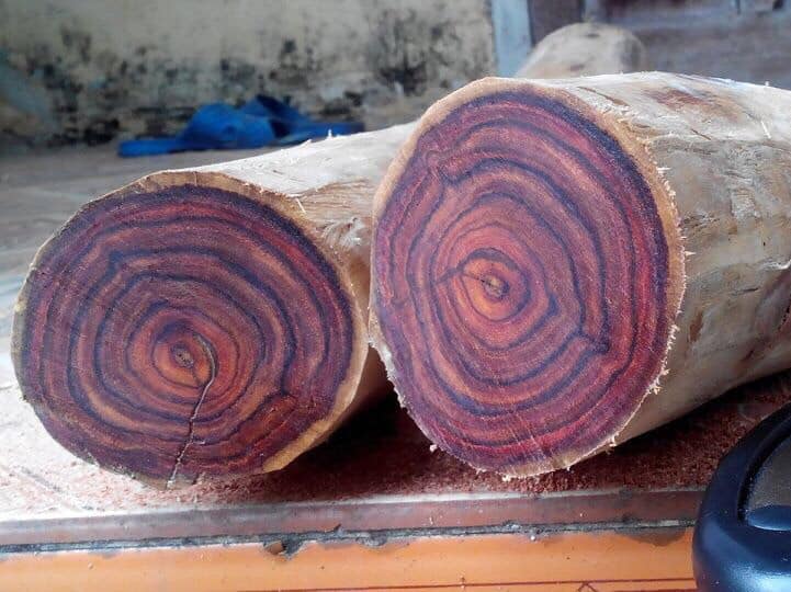 gỗ sưa đỏ
