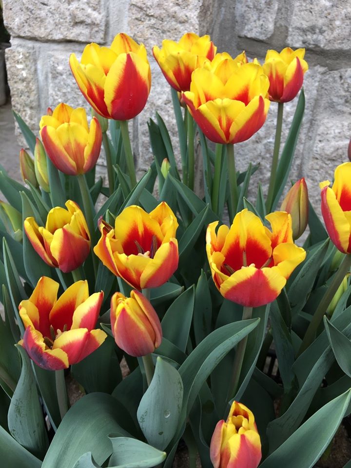 hoa tulip