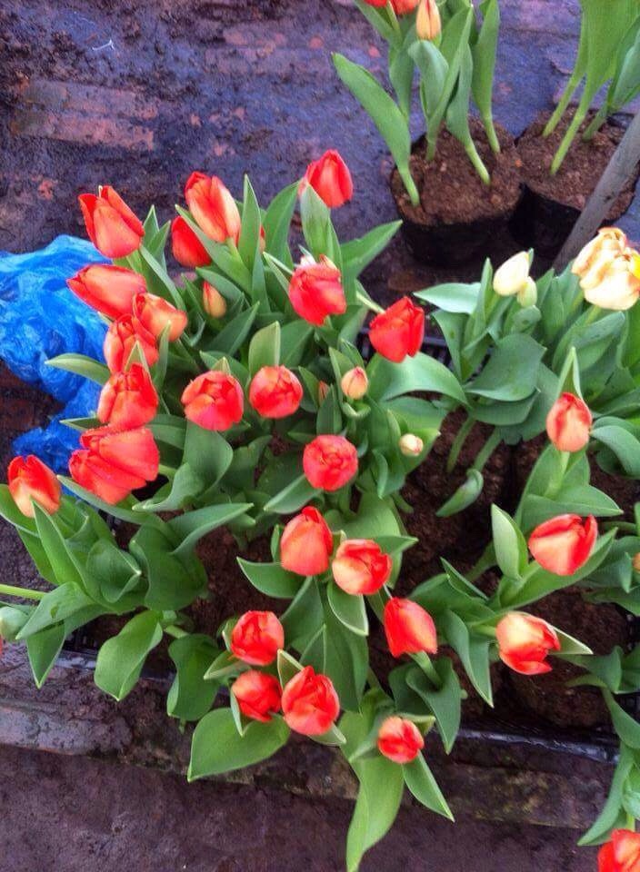 hoa tulip