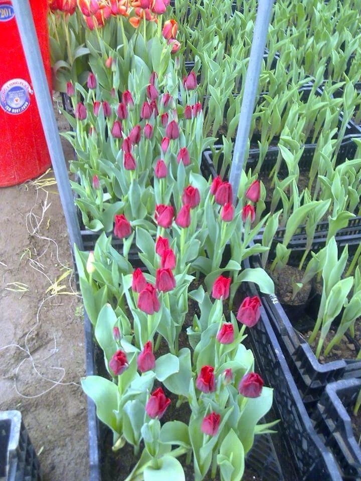 hoa tulip