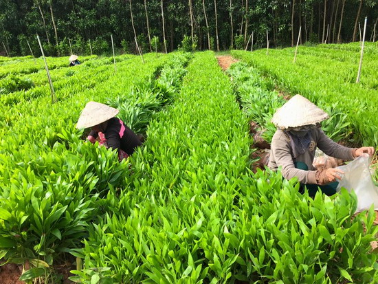 keo lai giống