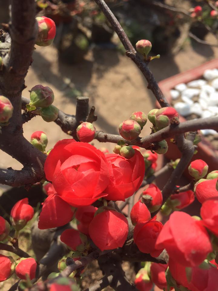 mai đỏ