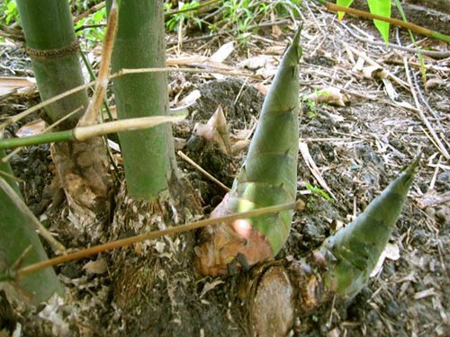 mang bát đo