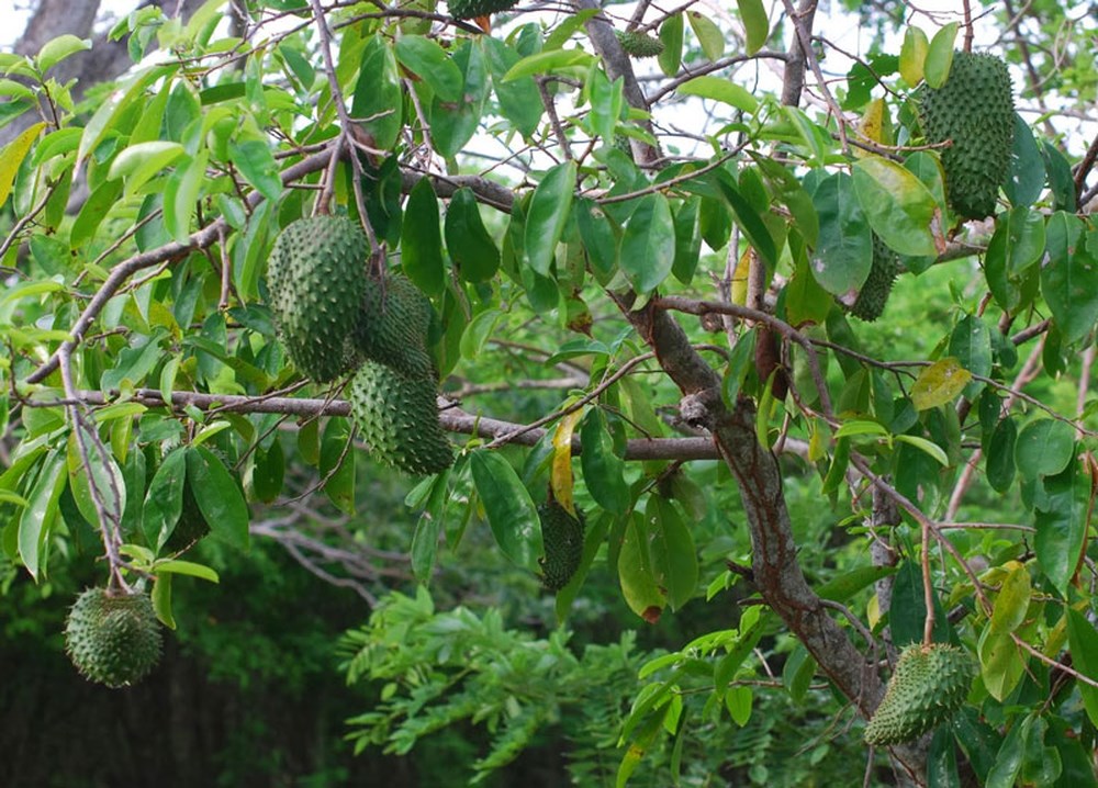 mang cầu xiêm