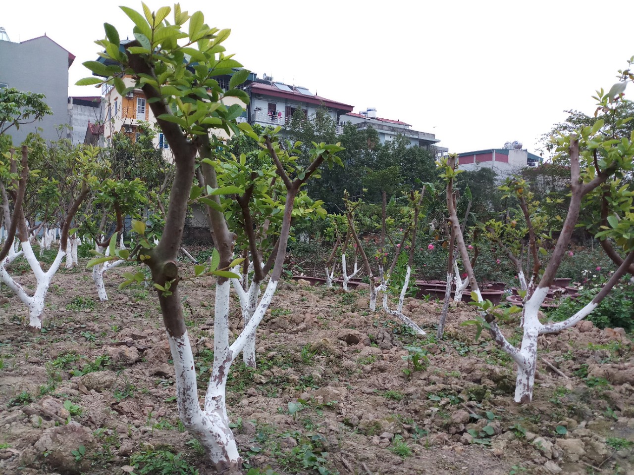 ỔI ĐÀI LOAN