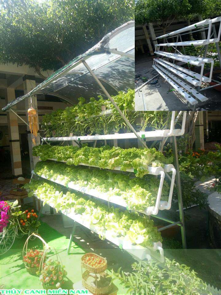 rau thủy canh 5