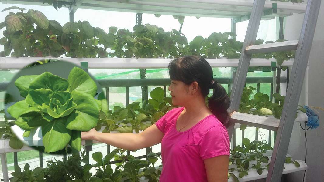 trồng rau thủy canh
