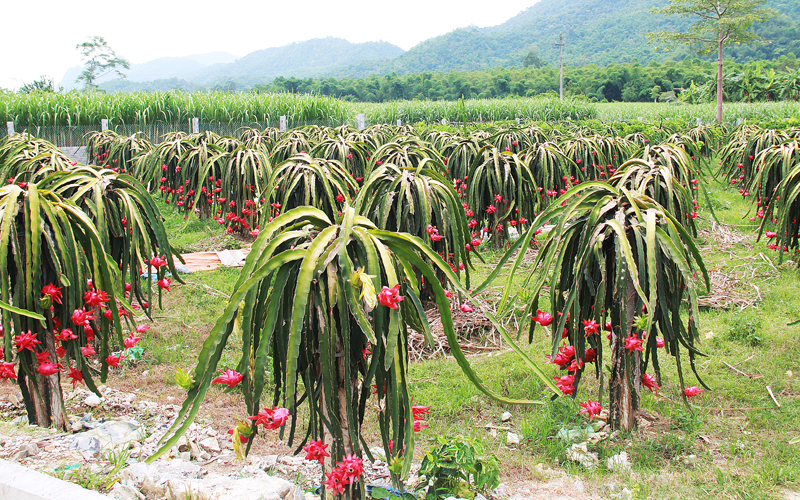 vườn thanh long ruột đỏ