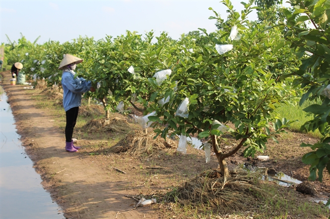 ổi đài loan