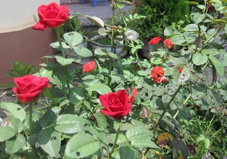 Giống hoa hồng nhung