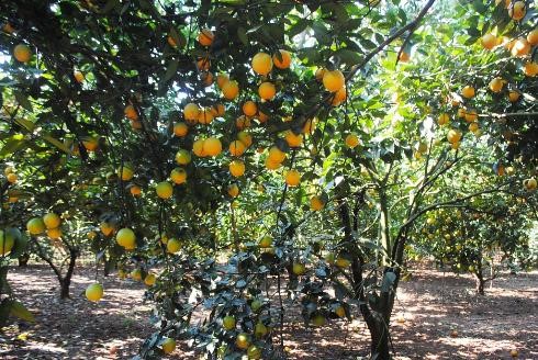 Kỹ thuật chăm sóc cây cam sau thu hoạch