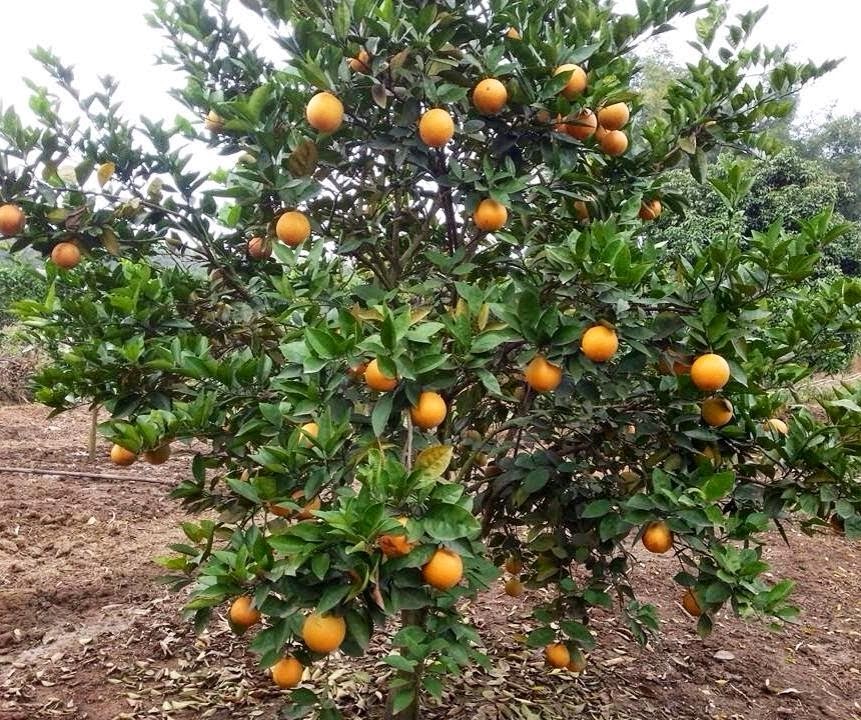 Kỹ thuật trồng và chăm sóc cây cam Vinh