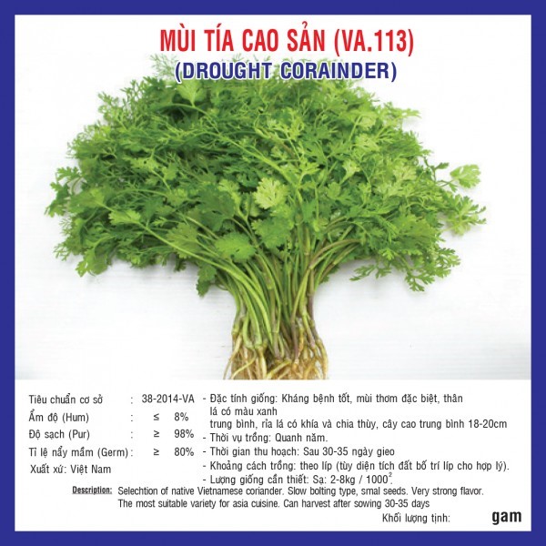 Hạt giống mùi tía cao sản