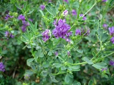 Giống cỏ alfalfa